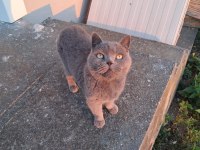 British shorthair çok sevecen