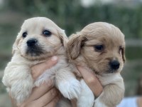 DÜNYALAR TATLISI MALTİPOO YAVRULARIMIZ