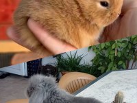 Cüce Tavşan (nedherland dwarf)