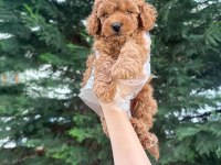 Tuvalet eğitimine uygun akıllı poodle yavrular