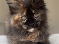 Türkiyenin her yerine bizzat teslim dişi maine coon