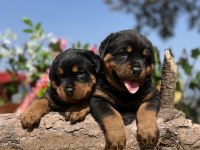 Heybetli Üst Kalite Rottweiler Yavrular