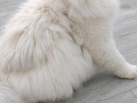 British Longhair 1 Yaşında