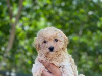 Sevimli maltipoo yavrular