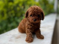 Ultra Kalite Toy Poodle Yavrularımız