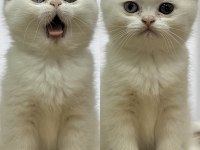 Anne british shorthair baba exotic shorthair kedimiz