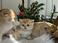 Safkan kaliteli golden yavrular (british ve scottish fold)