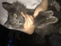 yavru british shorthair bulutumuza yeni sahip arıyoruz