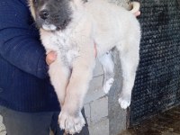 Sahibinden kangal yavruları