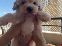 0 boy Maltipoo