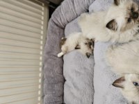 Kediseverler İçin Melez Ragdoll Yavrularım