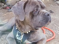 Cane corso 1.5 yaşında erkek