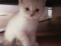 EV ORTAMINDAN A KALİTE BLUE POİNT BRİTİSH SHORTHAİR YAVRULAR