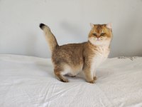 8 aylık british shorthair golden ny11 ny24 kediler