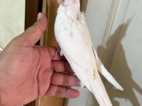45 Günlük Kusursuz Albino Bebek Sultanlar