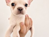 French Bulldog Yavrular