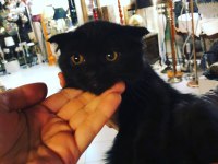 Scottish fold siyah