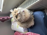 11 aylık british longhair oğluma eş arıyoruz
