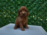 Ruhsatlı Köpek Çiftliğinden Toypoodle Yavrularımız