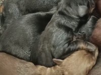 Şecereli Rezerveye Açık Doberman Yavrular