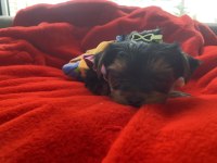 Tecup yorkshire terrier kaliteli