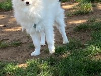 Pomeranian kopeğimiz