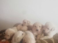 Golden retrieve yavrularım rezerve ye açıldı