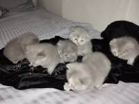 Scottish fold yavruları 25 günlük