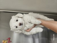 Teacup maltese bebişler