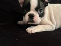 Yavru Dişi & Erkek French Bulldog