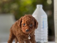 TEACUP BOY AŞILI WC EĞİTİMLİ PREMIUM POODLE
