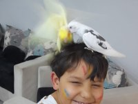 Eğitimli ele kola alışkın oyun hamuru çocuklara kuşlar