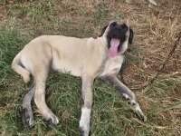 BOYLU IRI DISI KANGAL SU ANDA KIZANDA 11 AYLIK