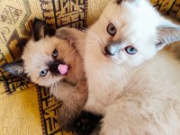 Scottish Fold ve British Shorthair Erkek/Dişi Yavrular