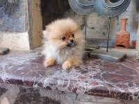 IRK GARANTILI TEA CUP POMERANİAN