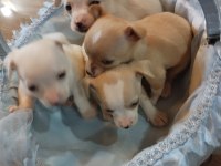 Sıfır boy chihuahua yavrular