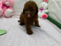 Yavru poodle ırk garantili