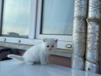 acil british longhair erkek 12 nisan doğumlu