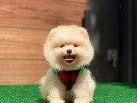 Pomeranian boo teacup yavru bebekler