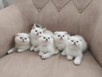 Teslime hazır erkek british shorthair yavrularımız