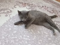 Sevimli british longhair kız