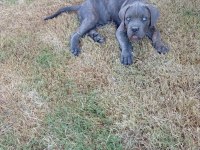 Dev Adayı Cane Corso