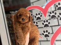 Toy poodle bebekler