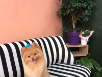 Tarçın’a yeni yuva arıyoruz pomeranian boo