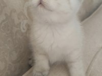 Güzeller güzeli bir bebek kedimiz