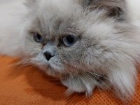 10 aylık dişi british longhair