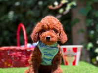 Safkan Toy Poodle Yavrularımız