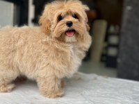 TEA CUP MALTİPOO YAVRULARİ İSTANBUL