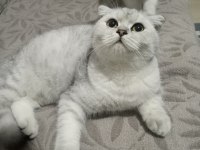 6 aylık scottish fold erkek