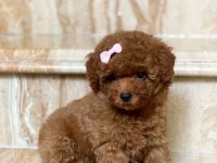 Toy Poodle Kore Kan Yavrularımız İlk Aşıları Yapıldı